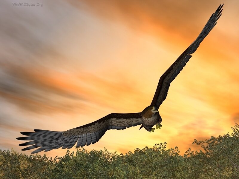 Eagle in Flight — Orange
