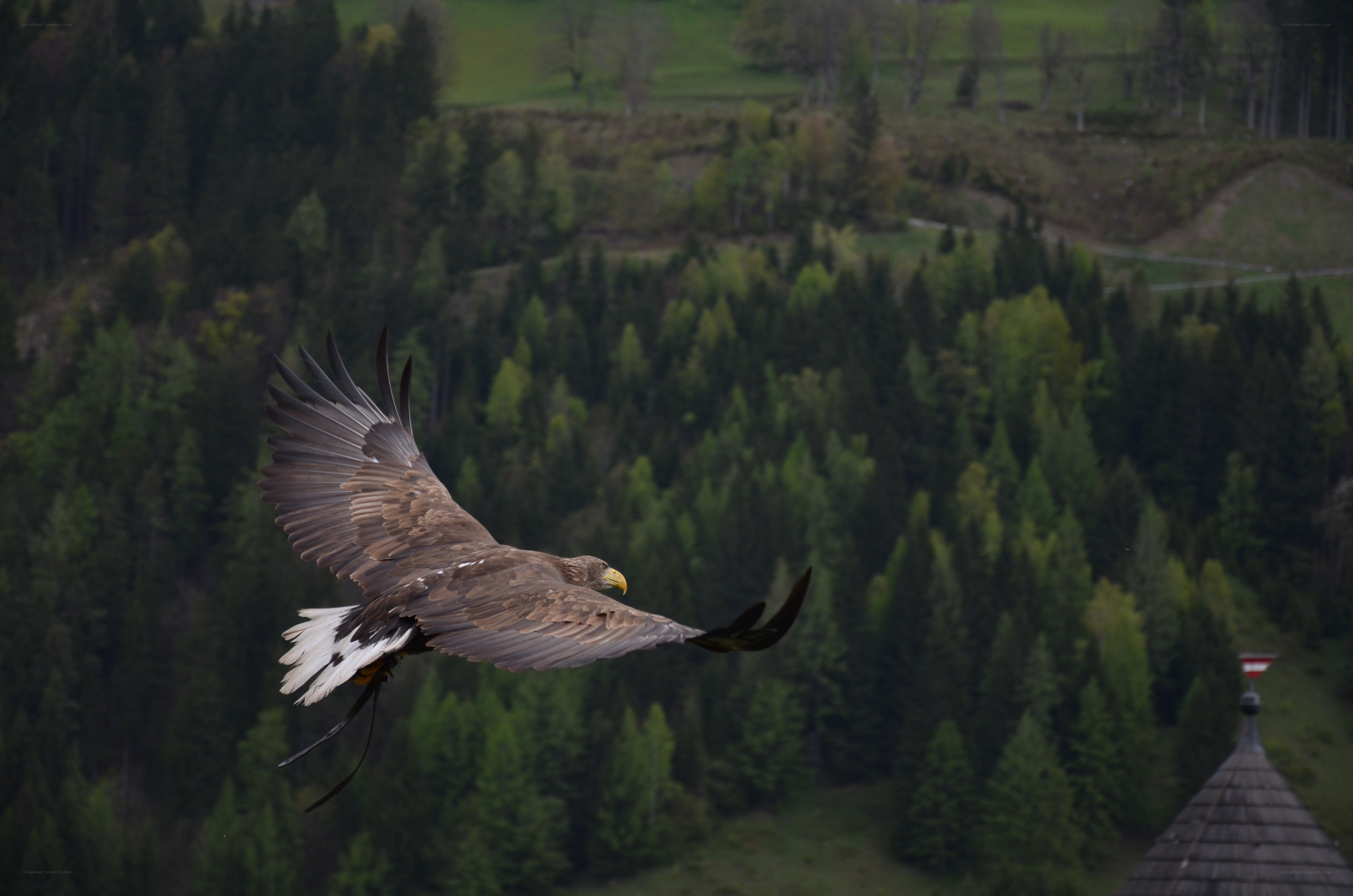Eagle in flight over forest