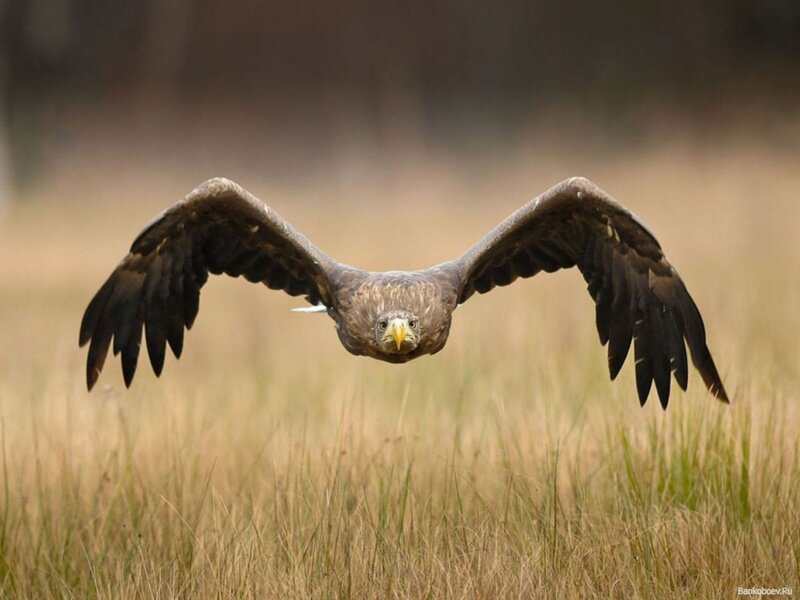 eagle in flight over grass