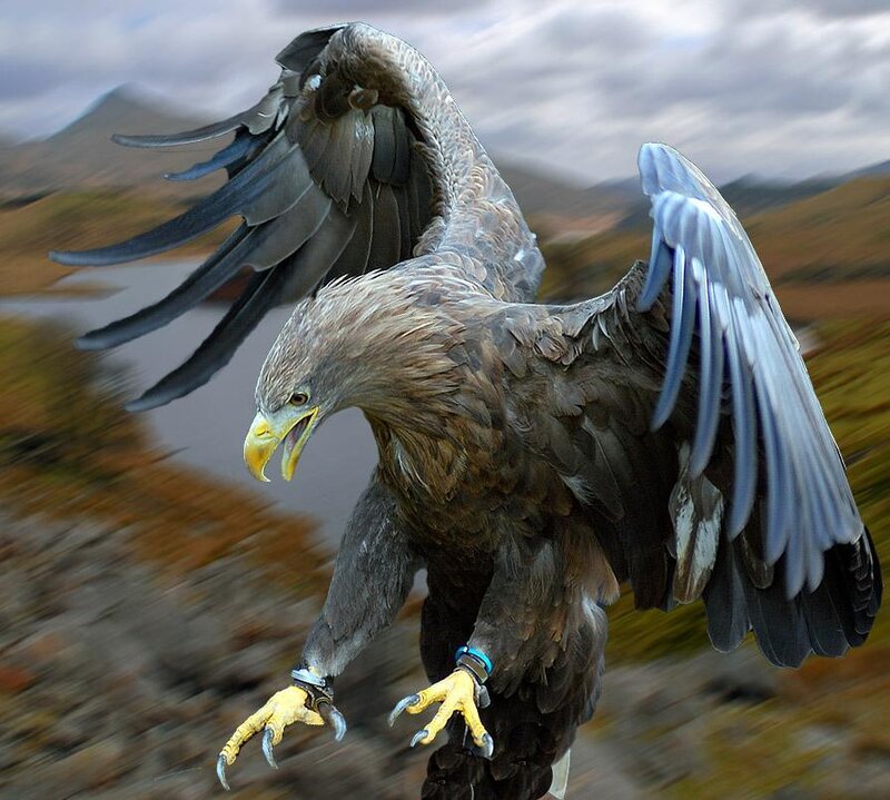 eagle in flight over landscape