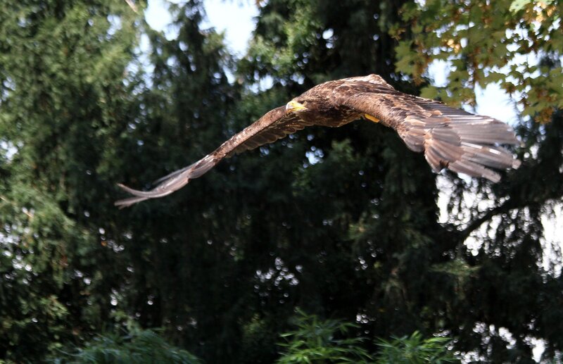 eagle in flight over trees