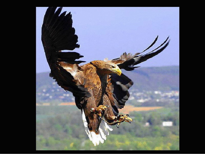 Eagle in flight with prey