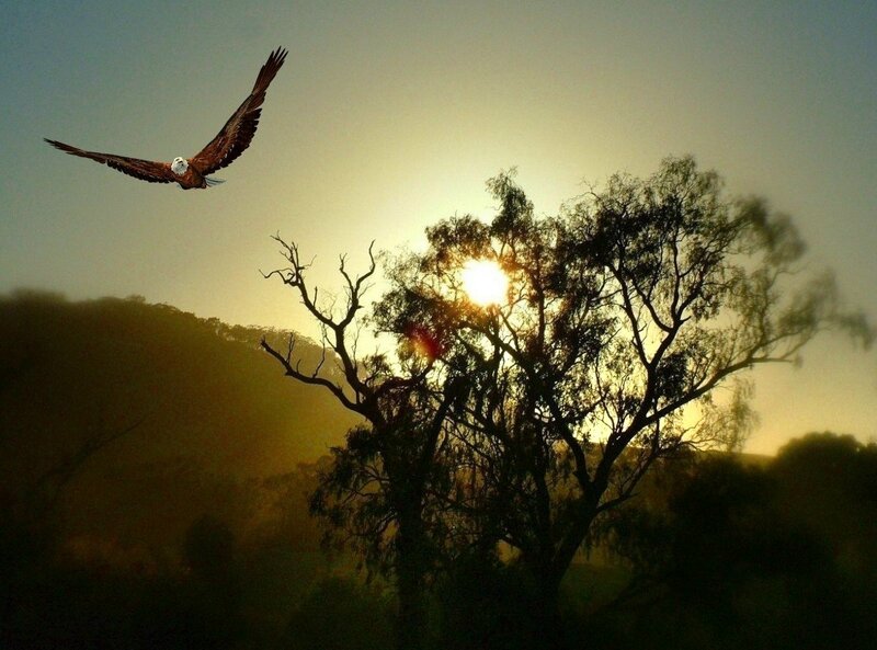 Eagle in Flight — Yellow