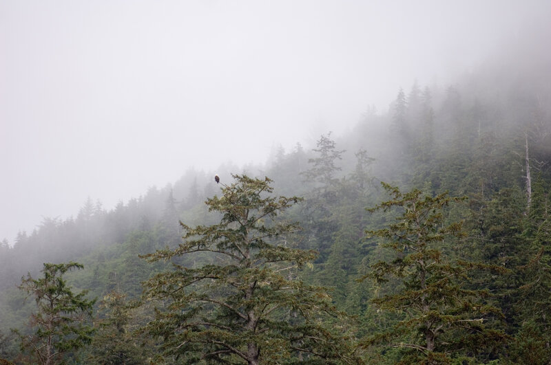 Eagle in foggy forest