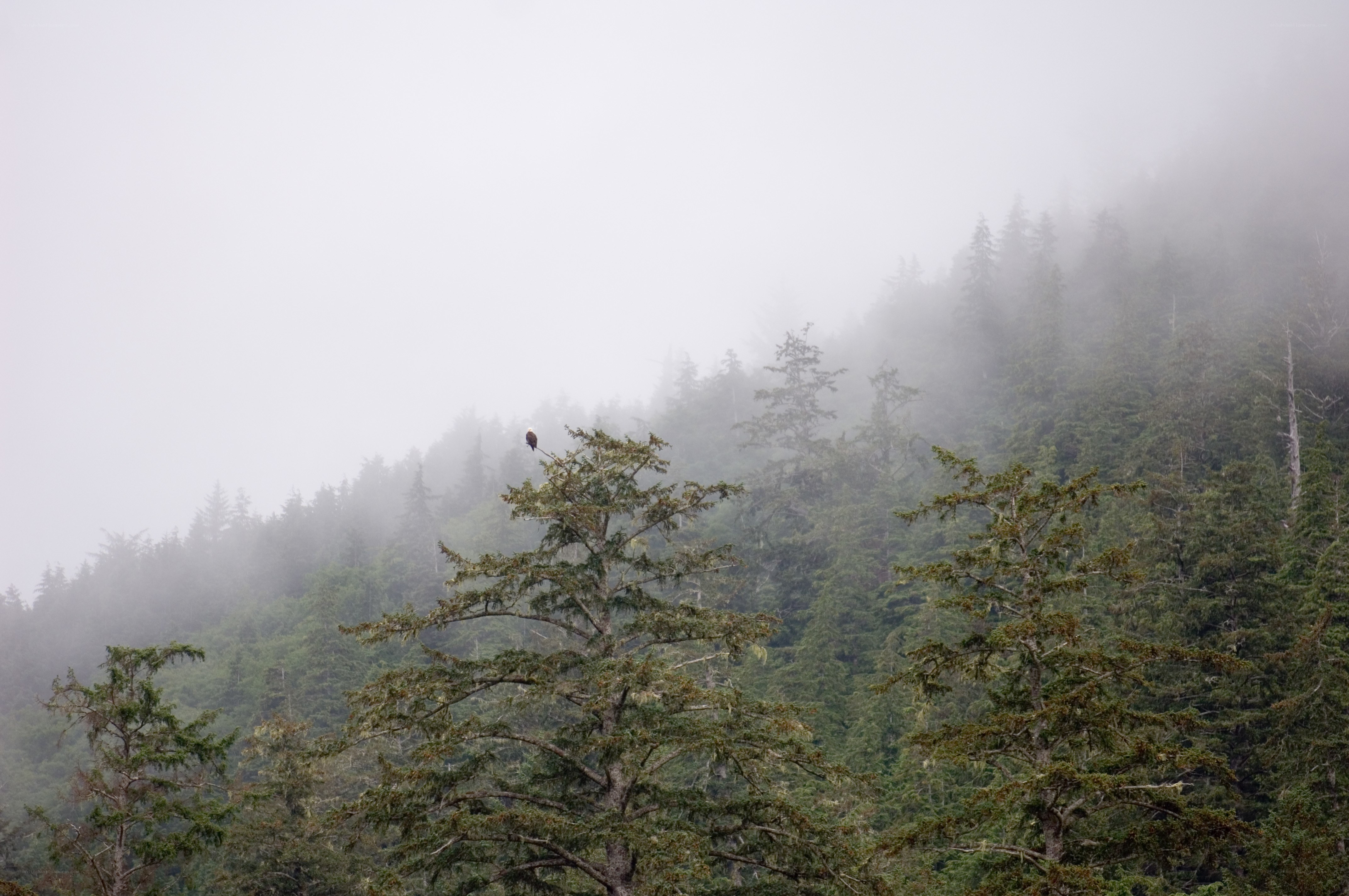 Eagle in foggy forest