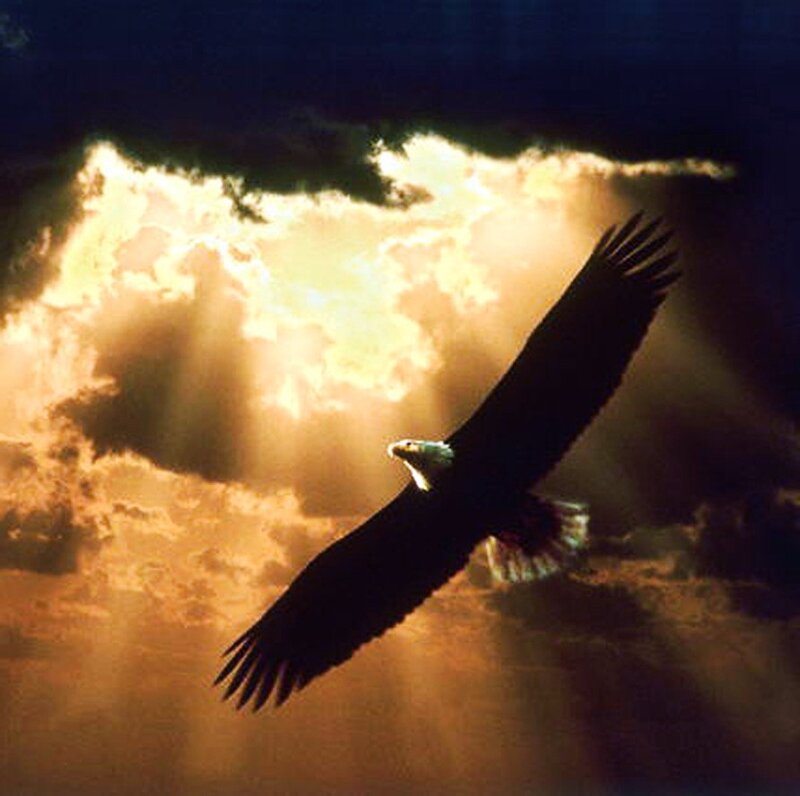 eagle in golden light