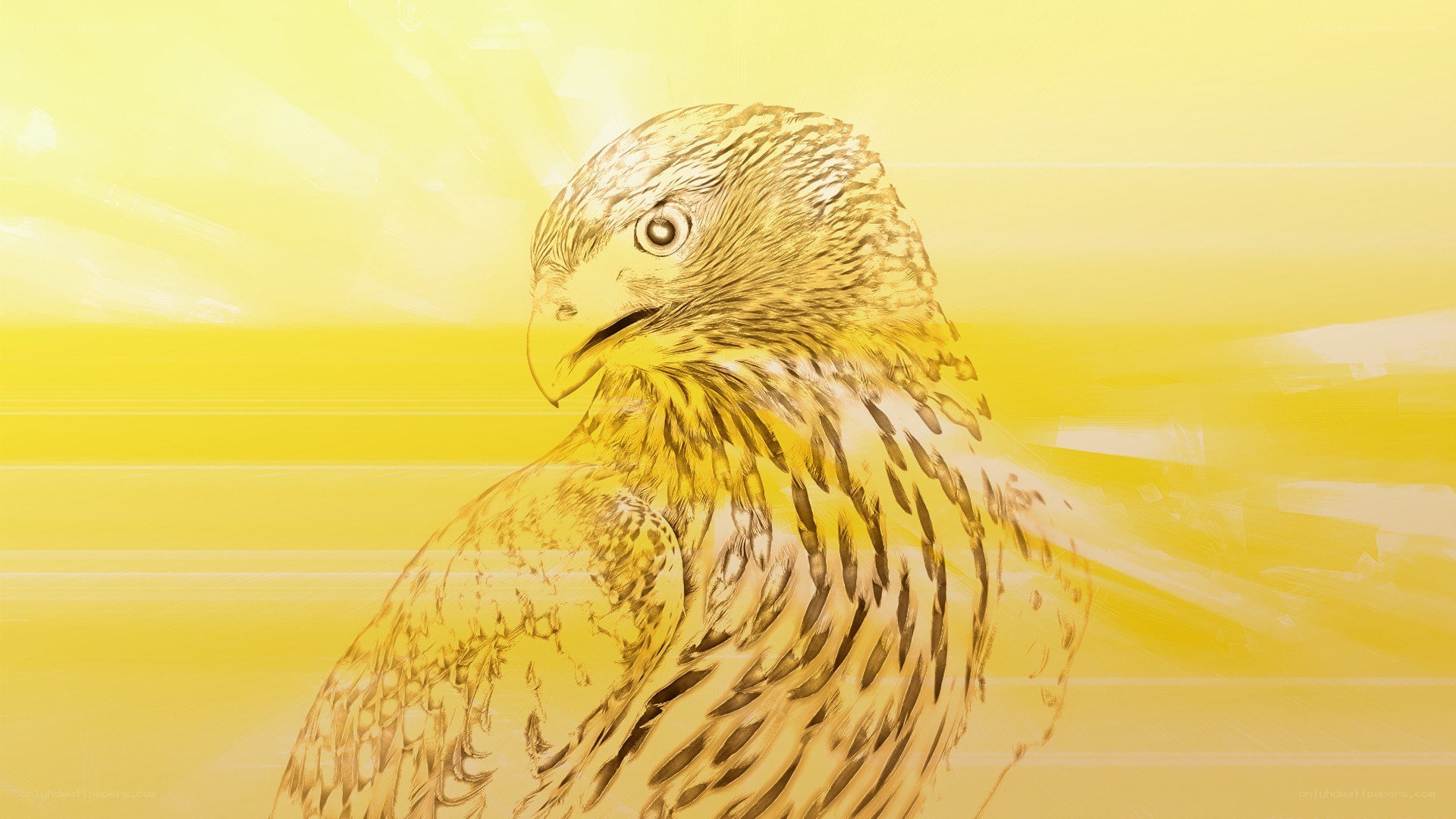 eagle in golden light