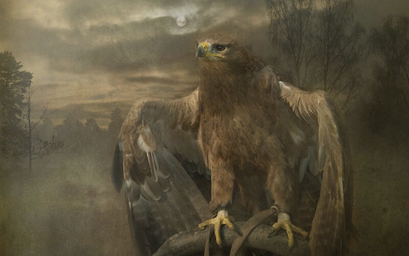 Eagle in misty forest