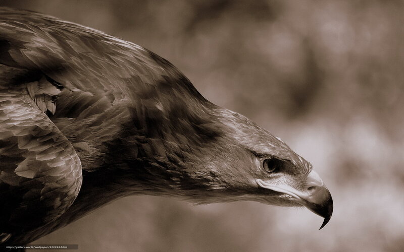 Eagle in Profile — Brown, Intense