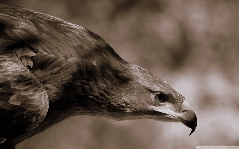 Eagle in Profile — Brown