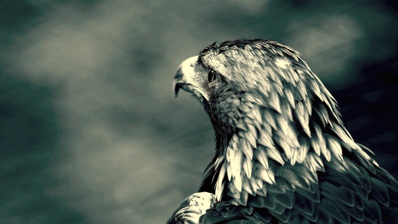 eagle in profile