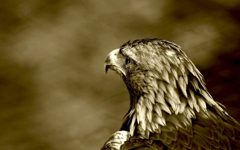 eagle in sepia tones