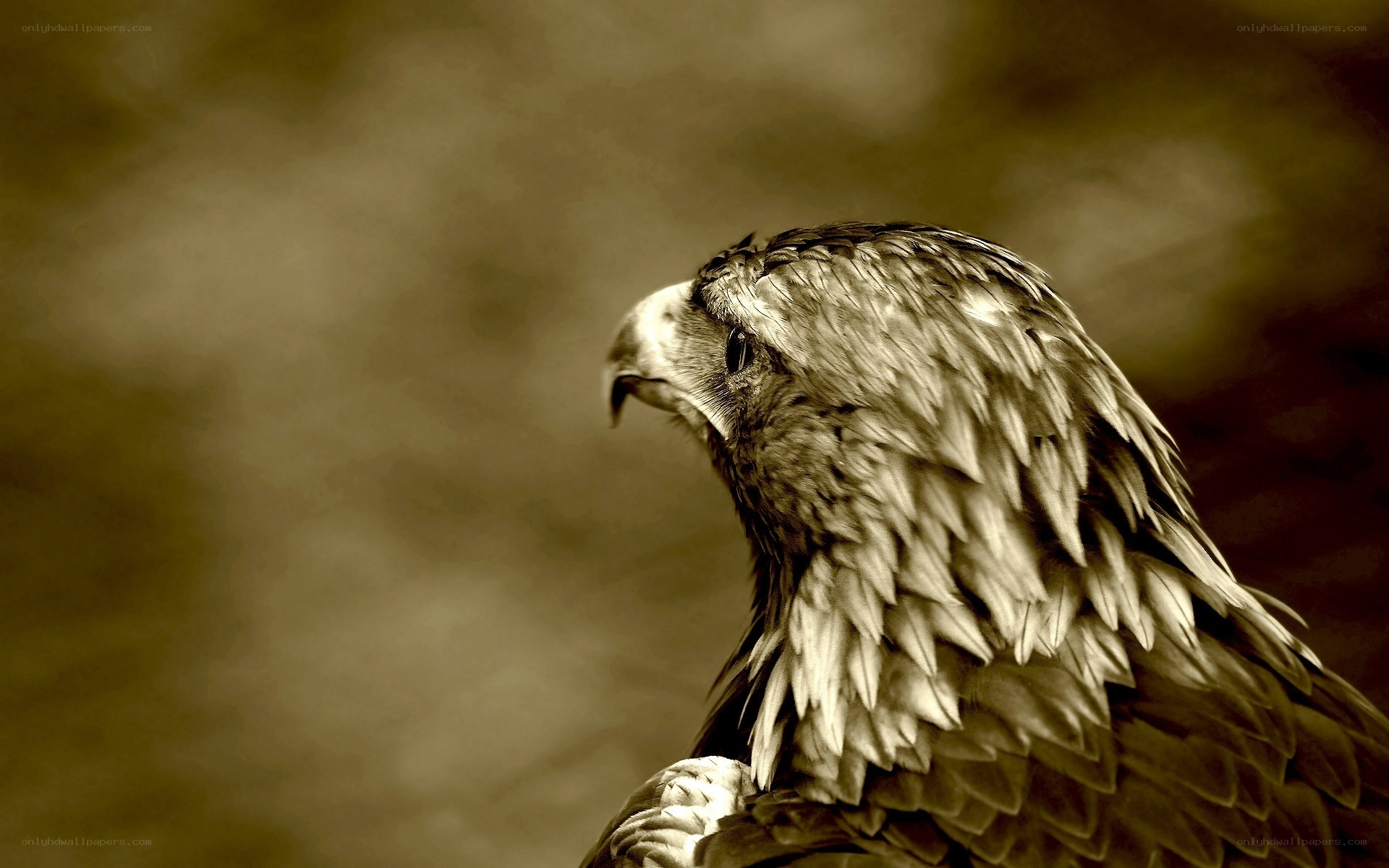 eagle in sepia tones