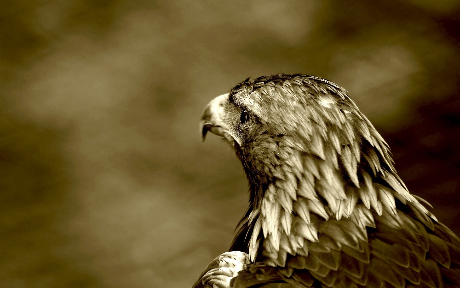 eagle in sepia tones