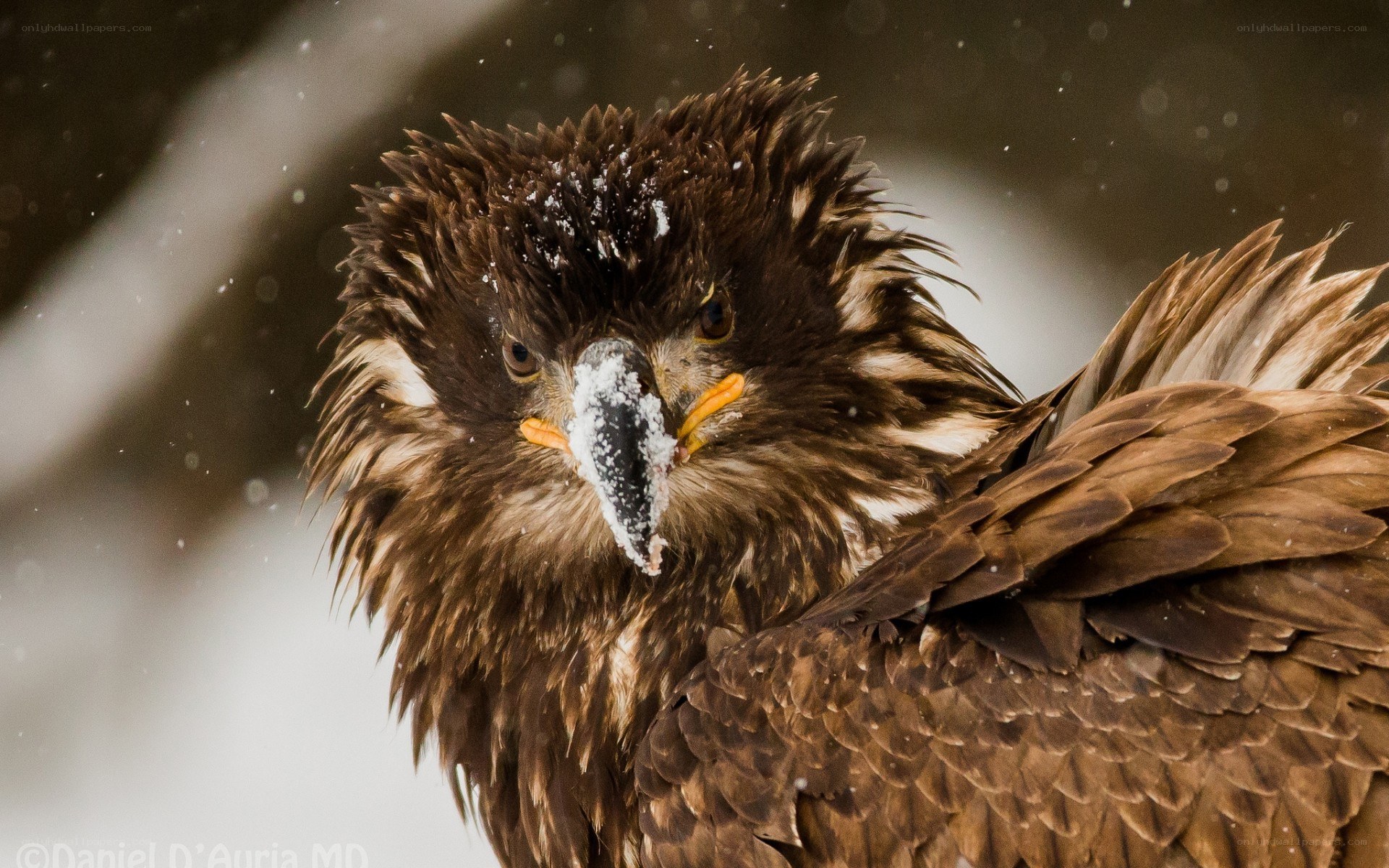 eagle in snowstorm