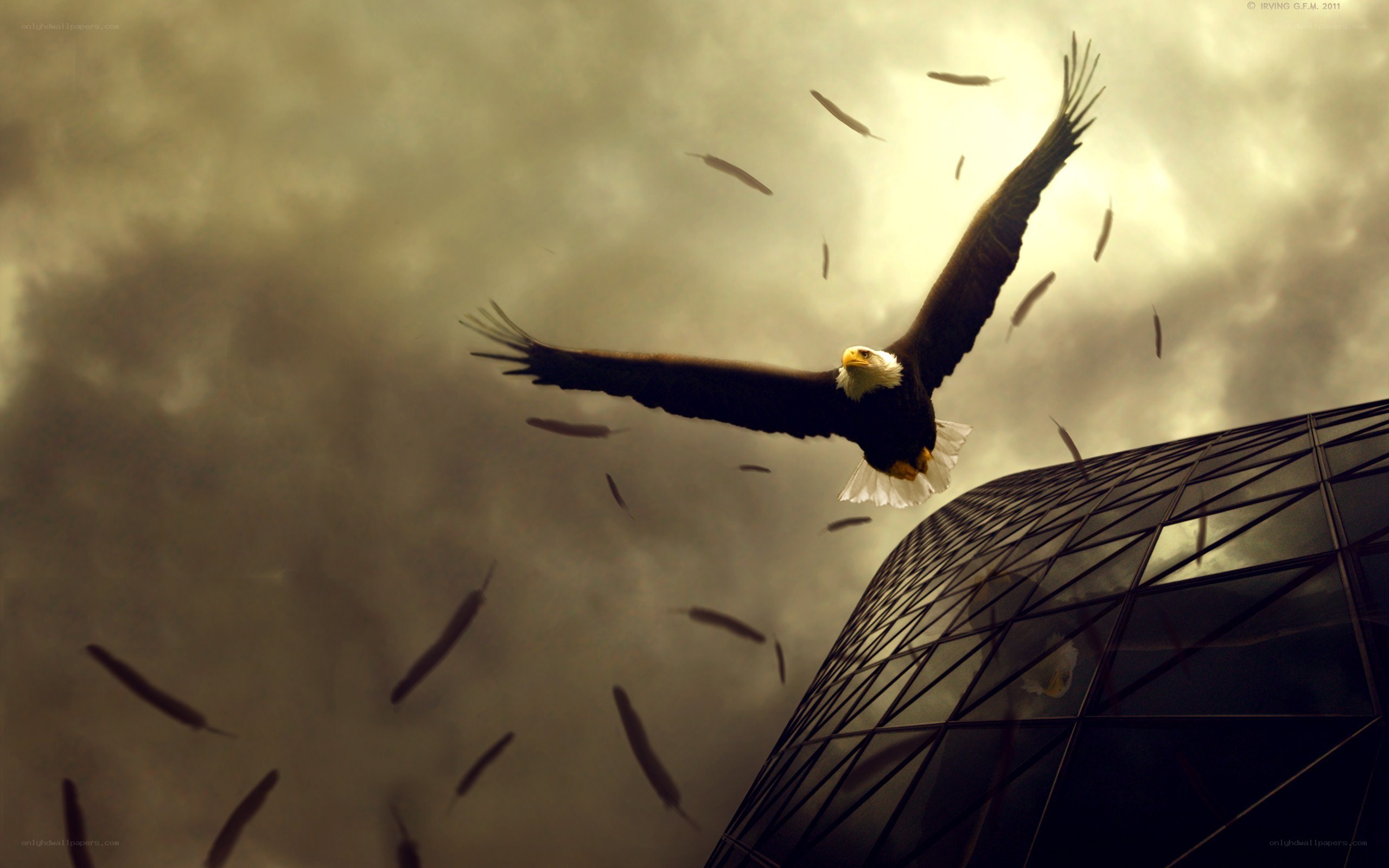 Eagle in stormy sky