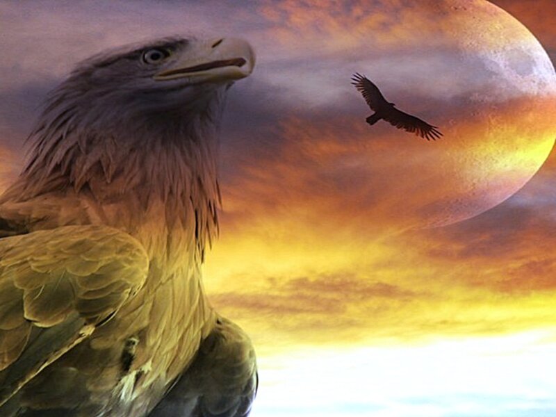 Eagle in Sunset Sky
