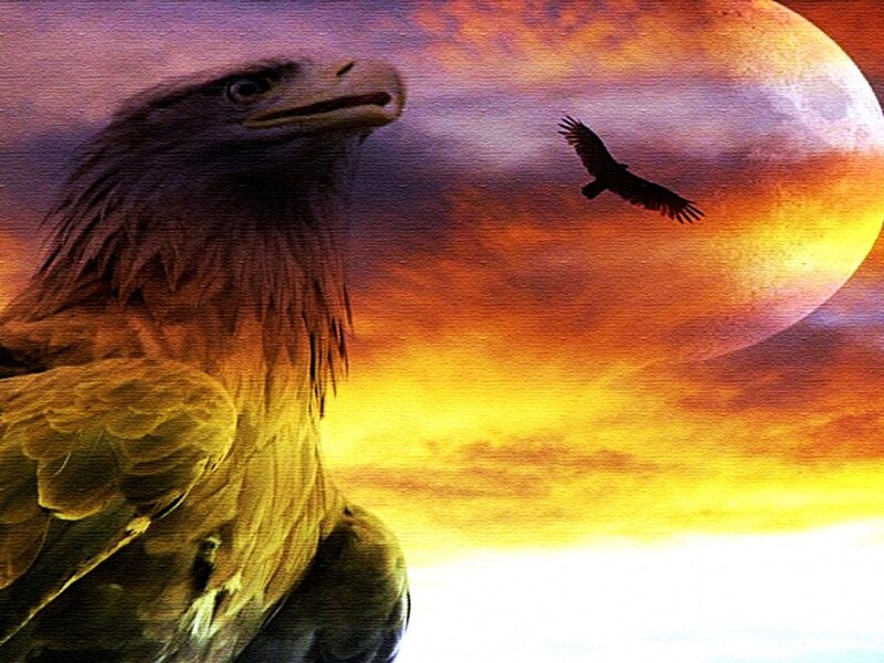 Eagle in Sunset
