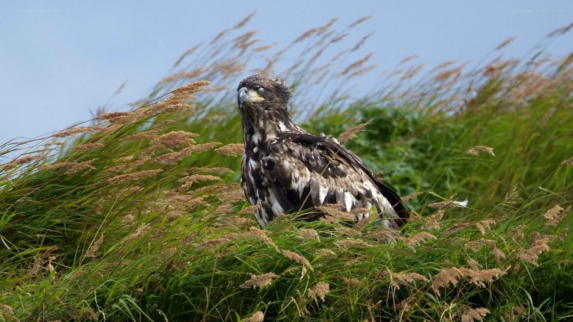 eagle in tall grass