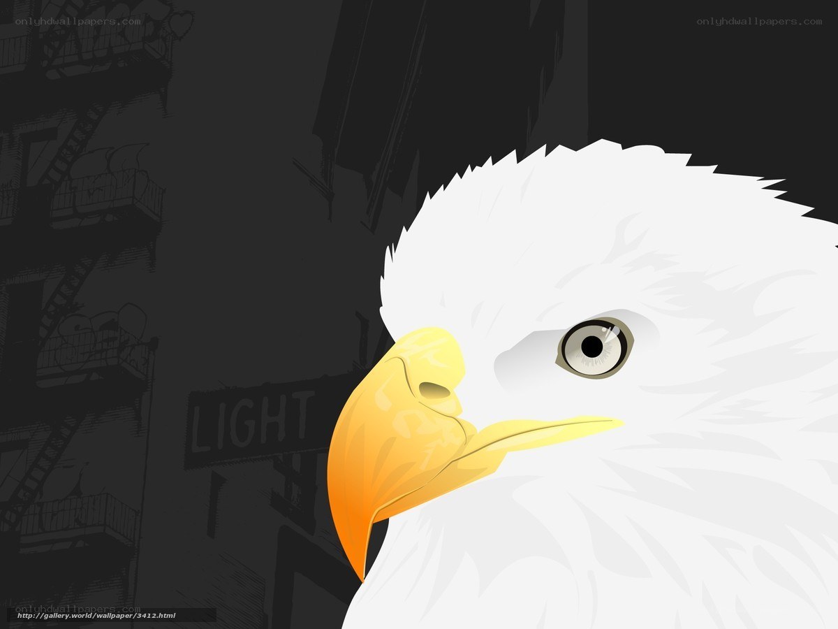 Eagle in urban setting