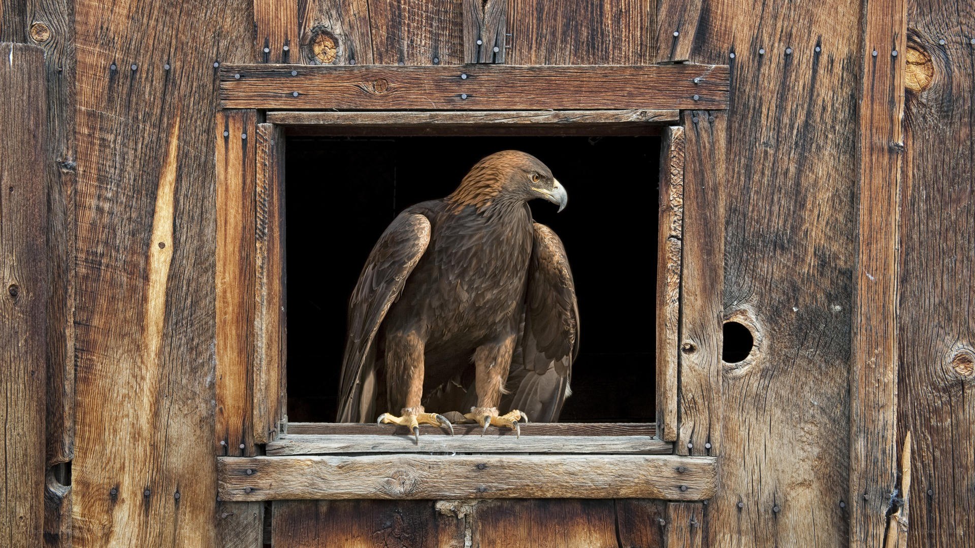 eagle in wooden window