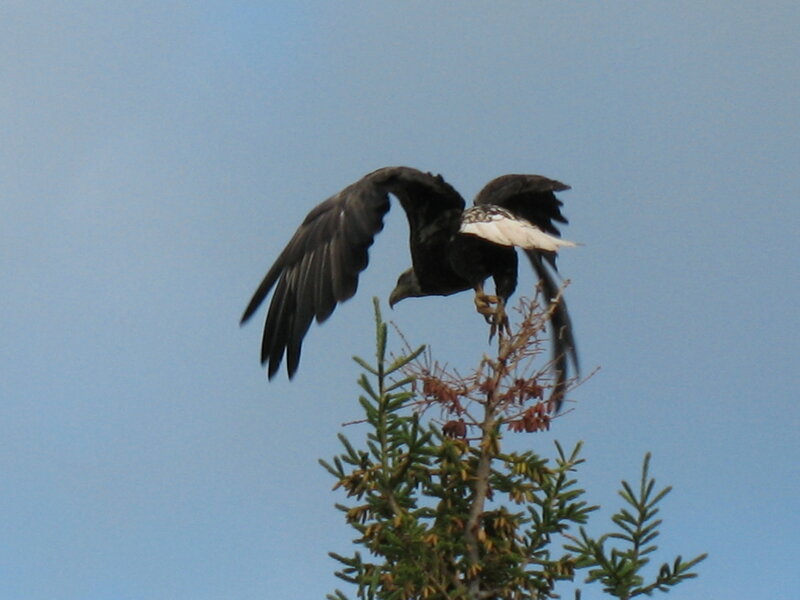 eagle landing on tree