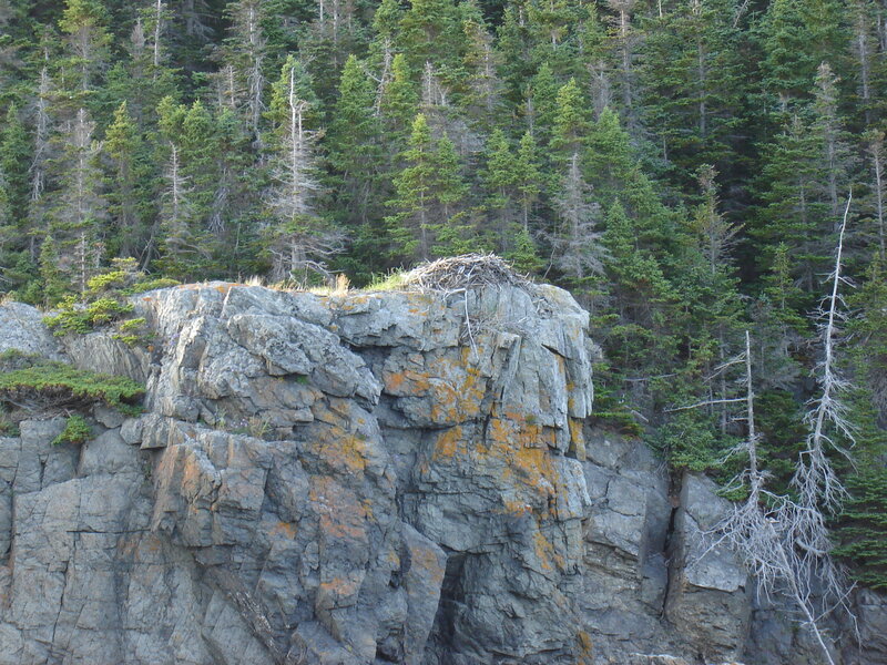 Eagle Nest on Cliff