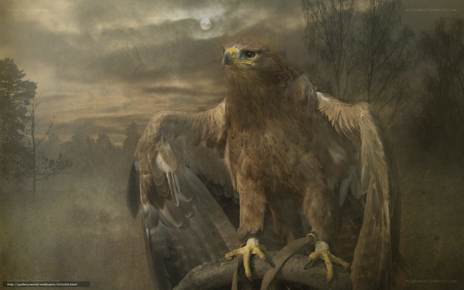 Eagle on a branch at night