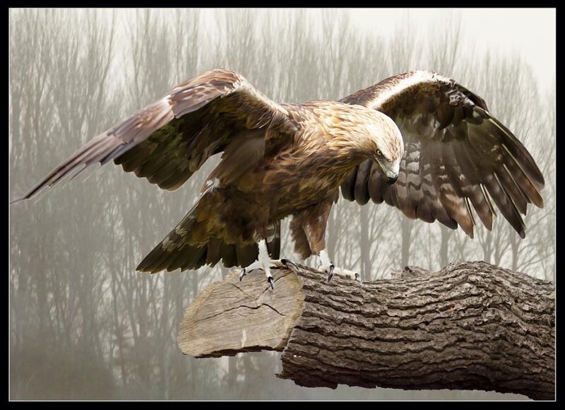 Eagle on a Log