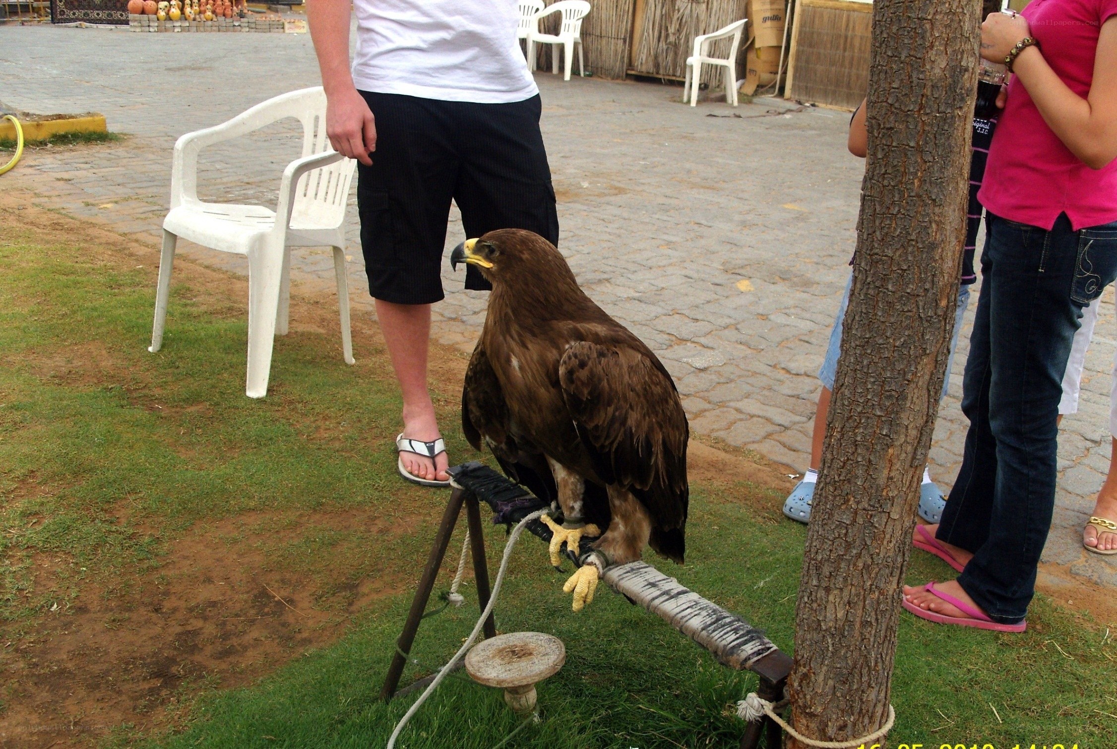 Eagle on a perch at an event