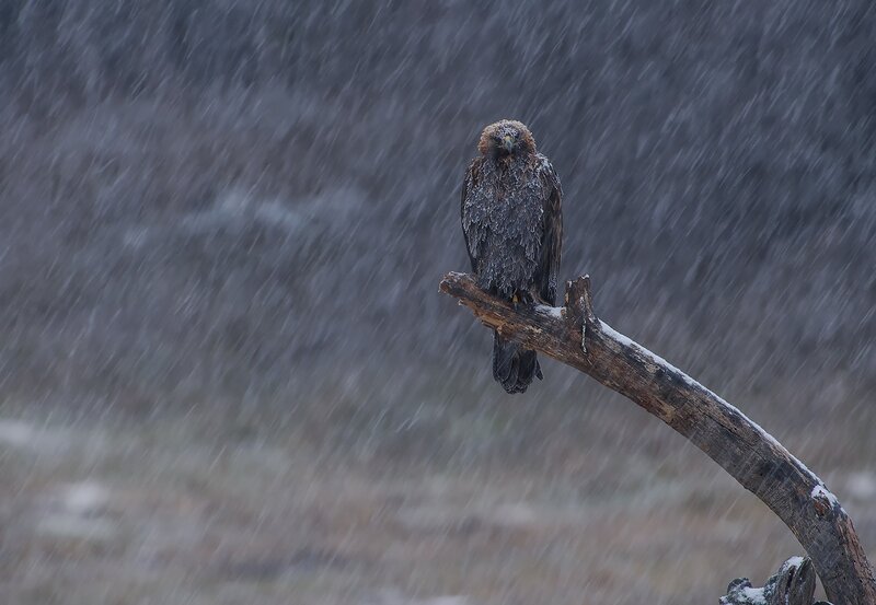 Eagle on Branch