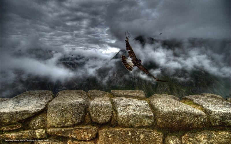 Eagle over Machu Picchu