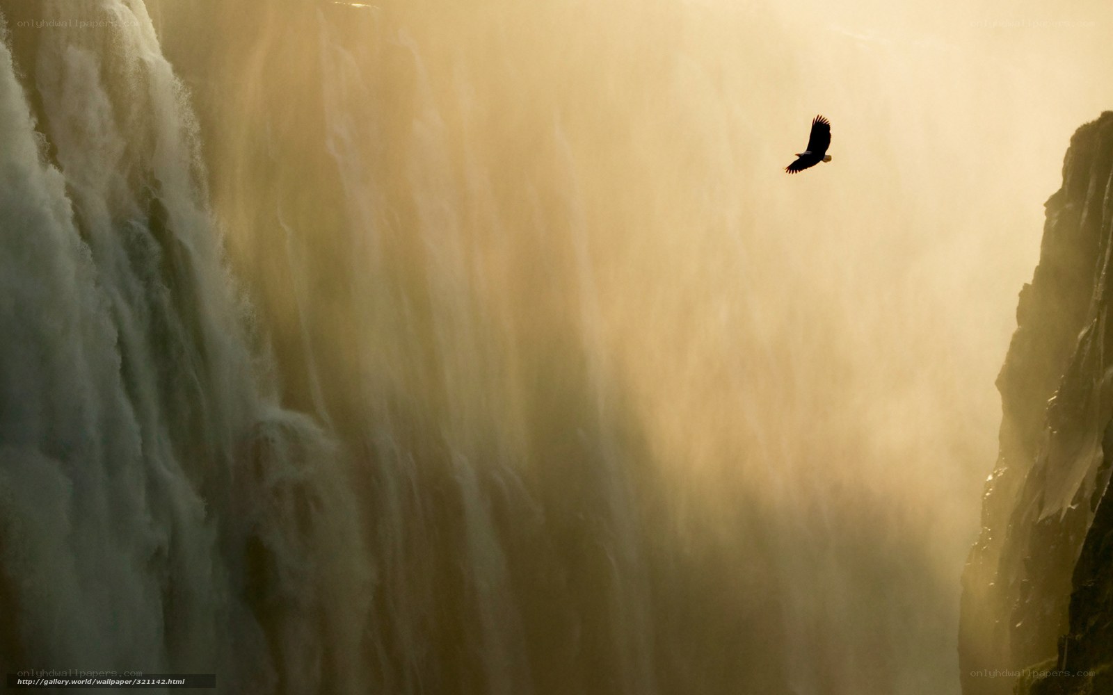 Eagle over waterfall at sunrise