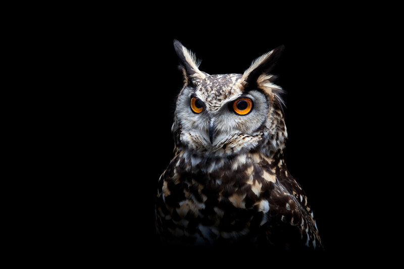 Eagle Owl — Black