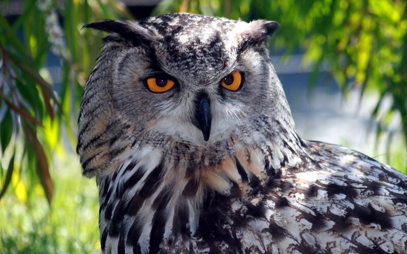 Eagle Owl — Brown, Alert, Afternoon, Photograph