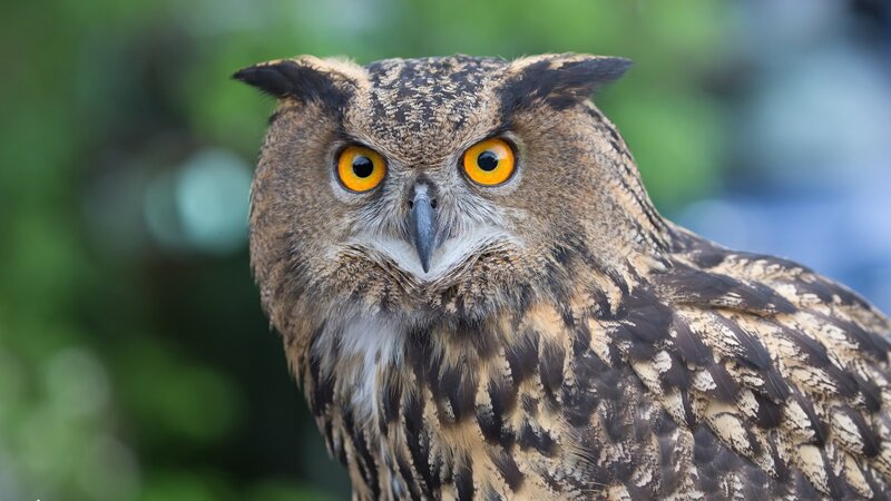 Eagle Owl — Brown, Alert, Photograph