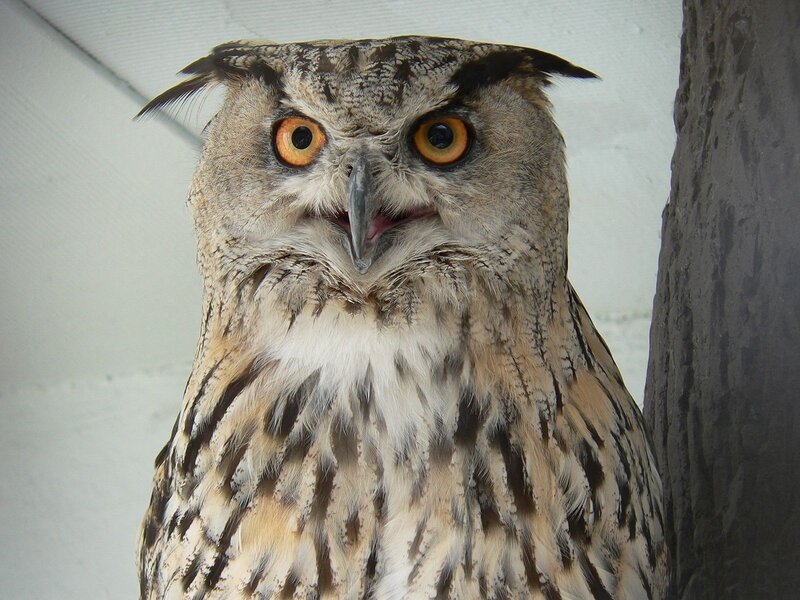 Eagle Owl — Brown, Alert