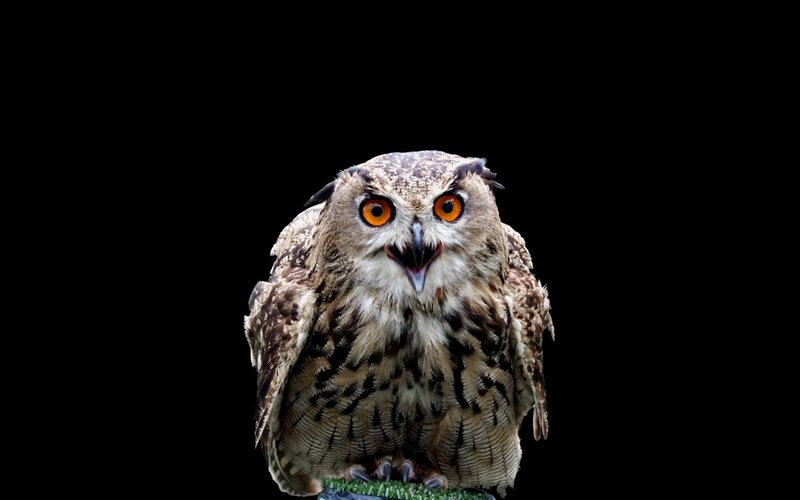 Eagle Owl — Brown, Intense, Photograph, Black Background, Green Perch