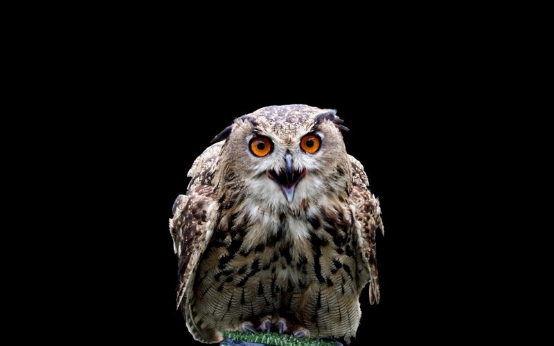 Eagle Owl — Brown, Intense, Photograph, Black Background