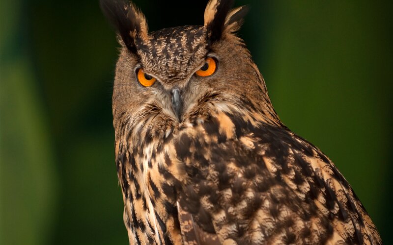 Eagle Owl — Brown, Intense, Photograph, Eyes, Feathers
