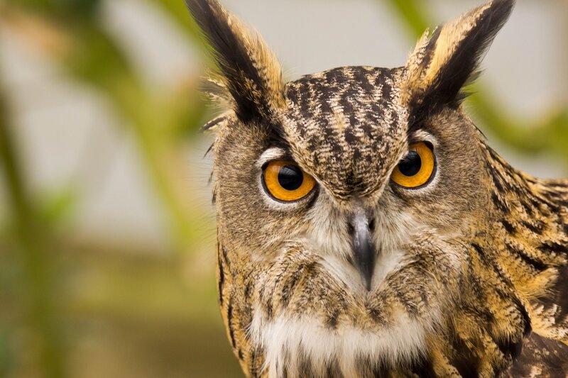 Eagle Owl — Brown, Intense, Photograph, Eyes