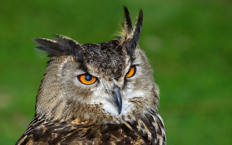 Eagle Owl — Brown, Intense, Photograph, Green Background