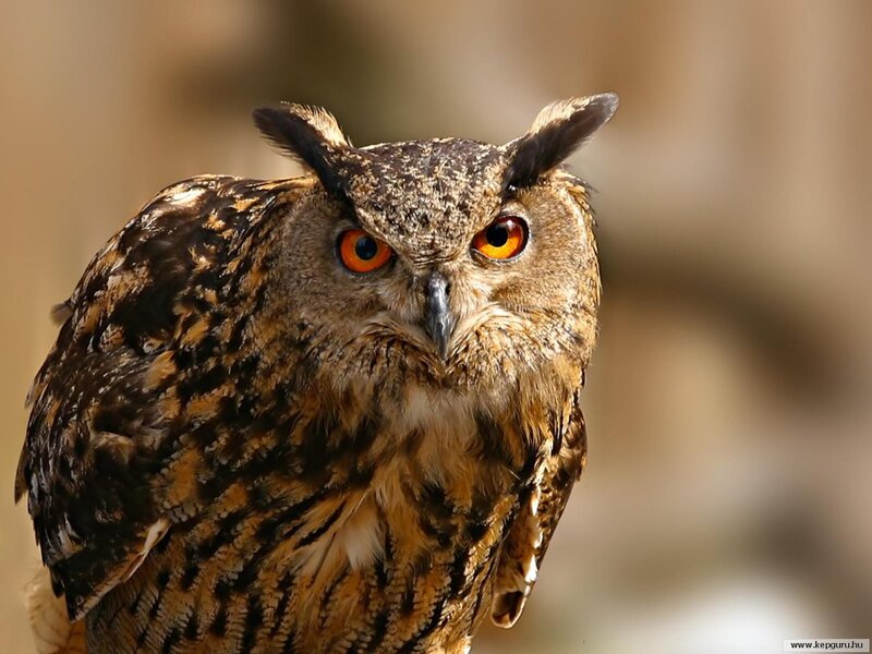 Eagle Owl — Brown, Intense, Photograph
