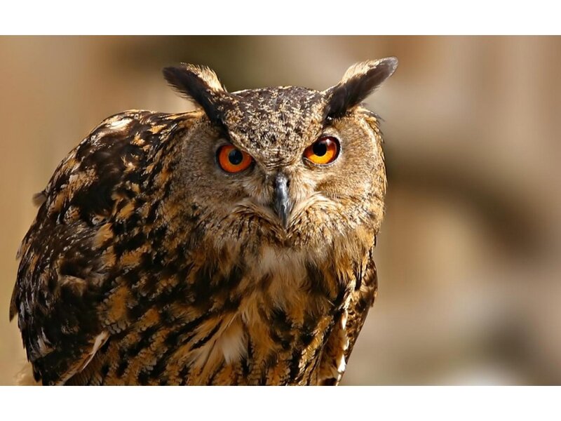 Eagle Owl — Brown