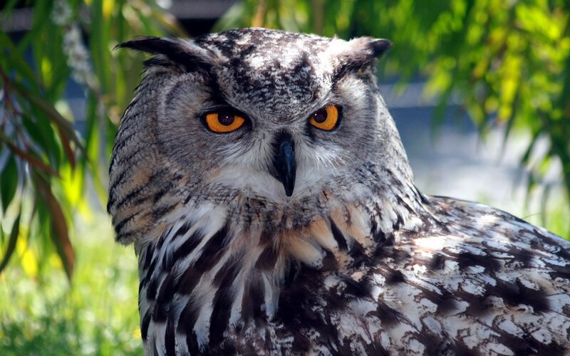 Eagle Owl — Gray, Alert