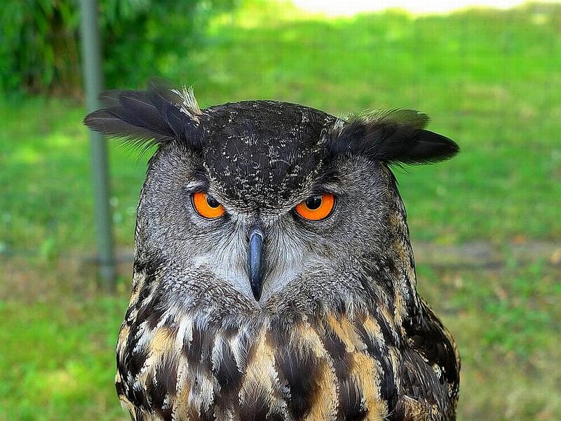 Eagle Owl — Gray