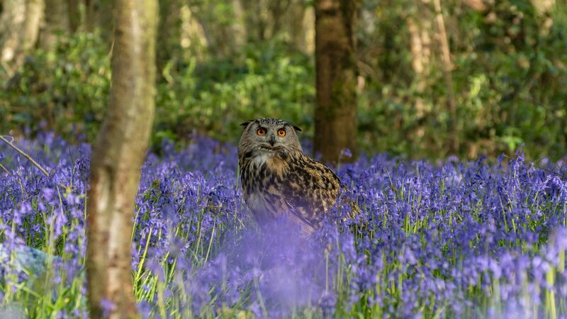 Eagle Owl in Bluebells