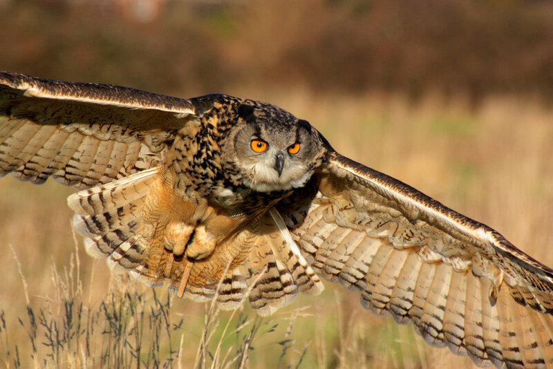 Eagle owl in flight
