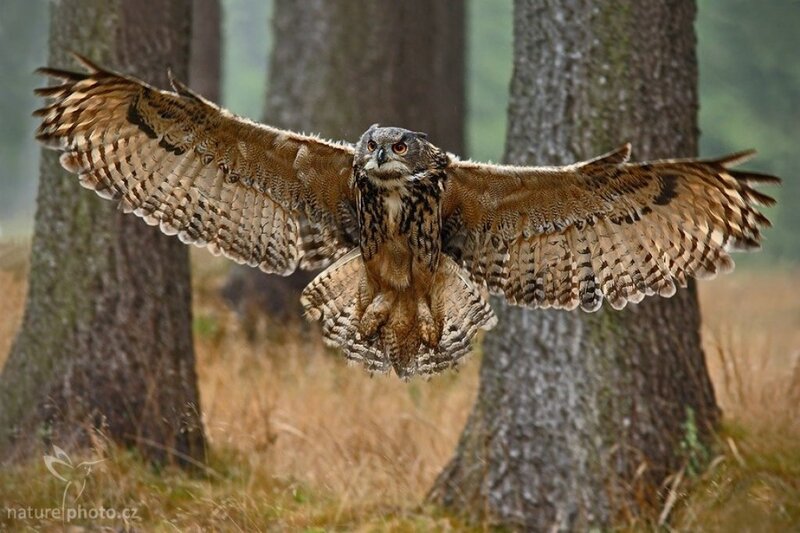 Eagle owl in flight