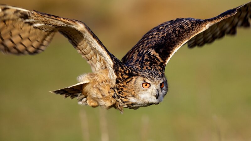 Eagle owl in flight